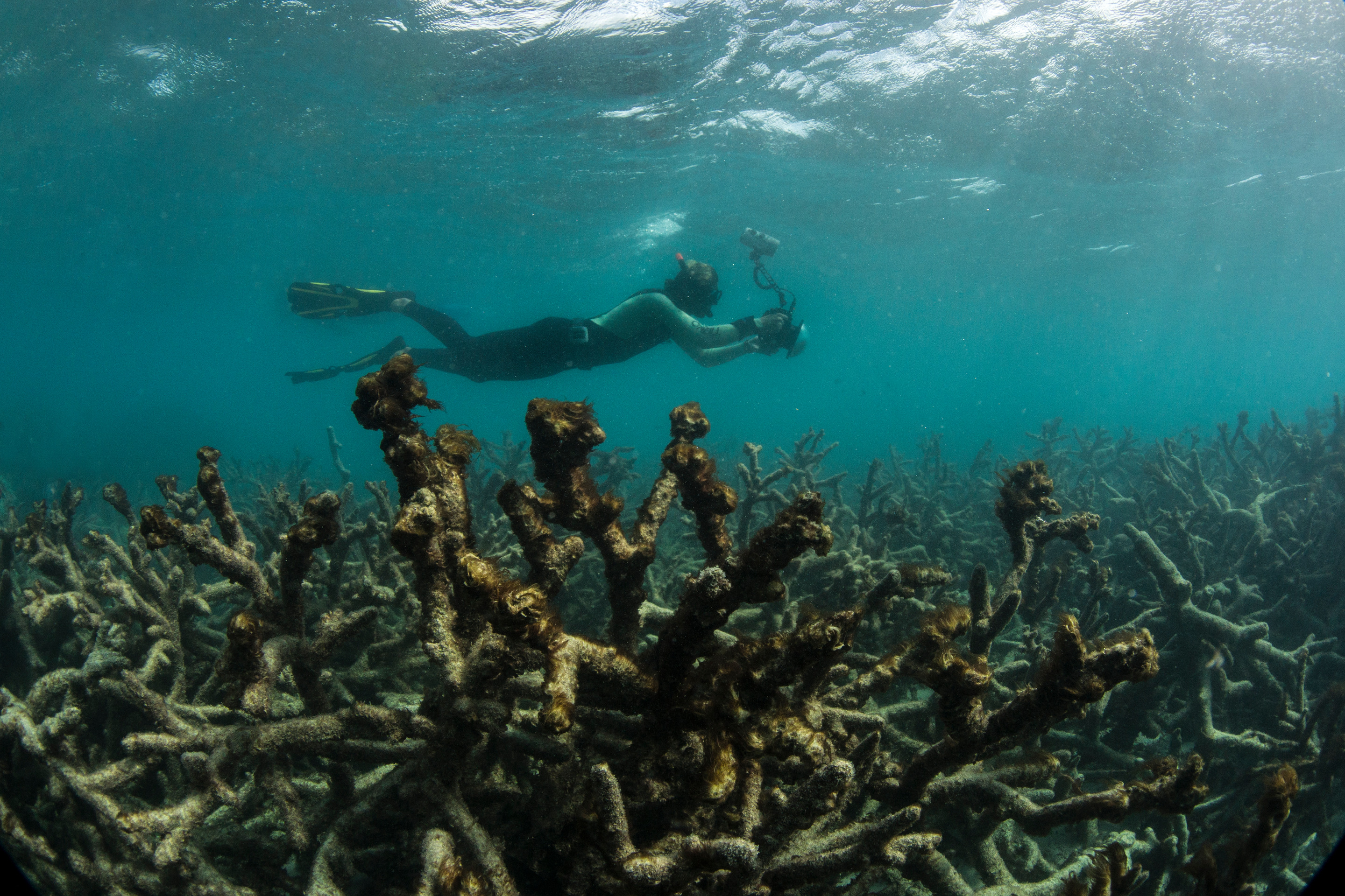 מותה של שונית אלמוגים בעקבות הלבנה באי ליזרד, אוסטרליה, מאי 2016, באדיבות Underwater Earth / XL Catlin Seaview