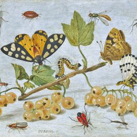יאן ואן קסל, "חרקים ופירות", 1660-1665